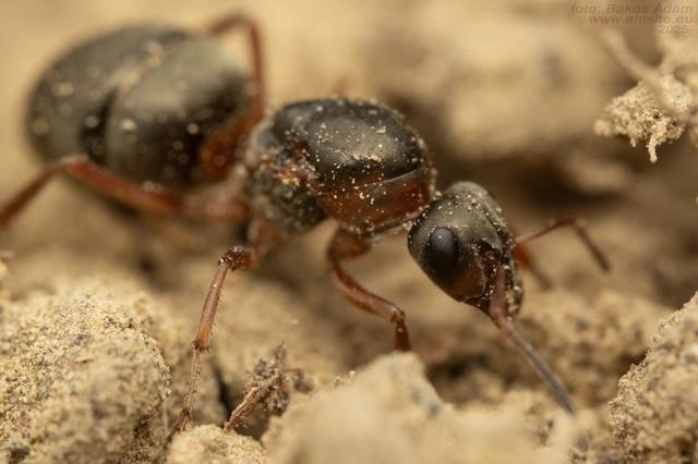 Formica cunicularia - gyakori rabszolgahangya
