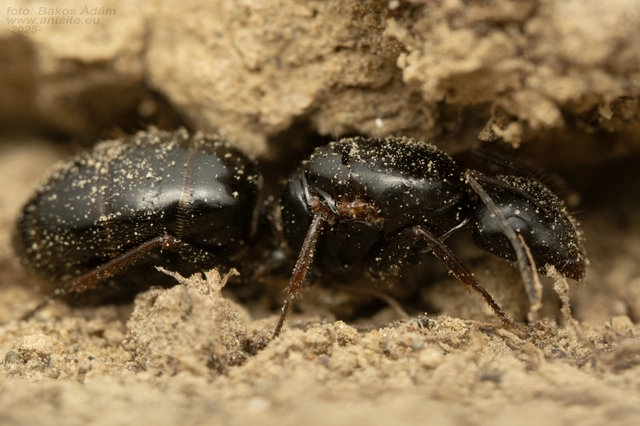 Camponotus aethiops - szőrös lóhangya