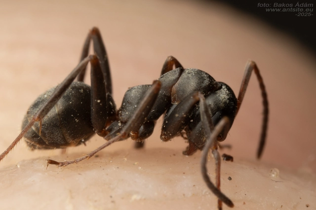 Formica fusca - kormos rabszolgahangya