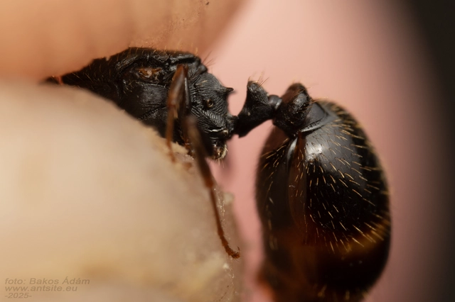 Tetramorium
