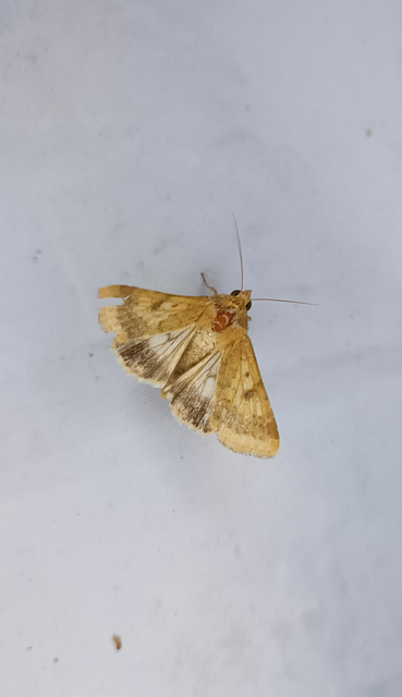 Helicoverpa armigera - kukorica-veteménybagoly Helicoverpa armigera - kukorica-veteménybagoly