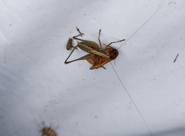 Rhacocleis germanica - német szöcske