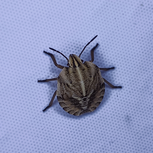 Graphosoma italicum - csíkos pajzsospoloska