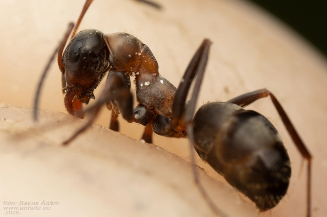 Formica rufibarbis - vörös rabszolgahangya