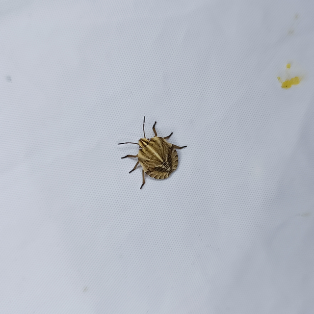 Graphosoma italicum - csíkos pajzsospoloska