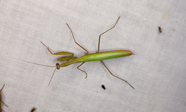 Mantis religiosa - imádkozósáska