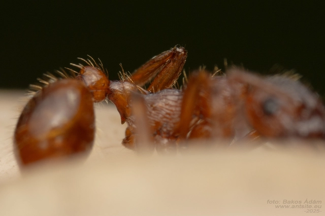 Myrmica rubra - közönséges bütyköshangya