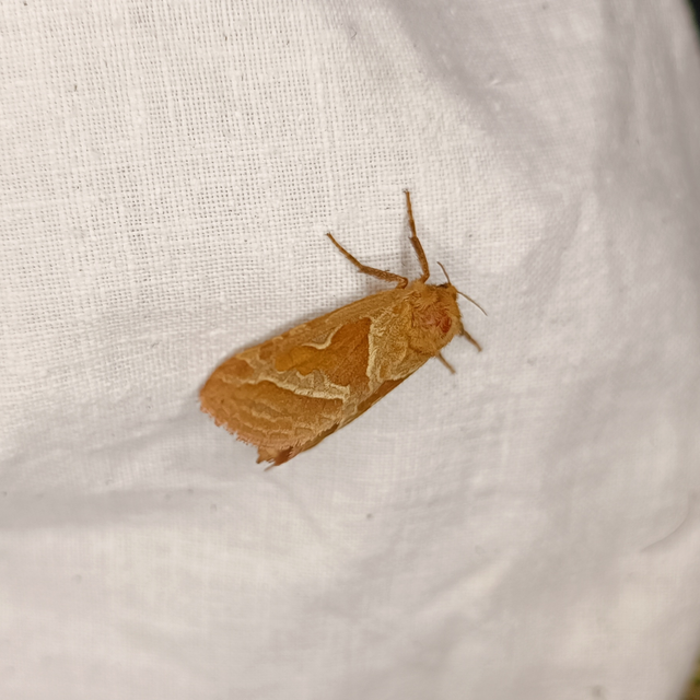 Triodia sylvina - kis gyökérrágólepke