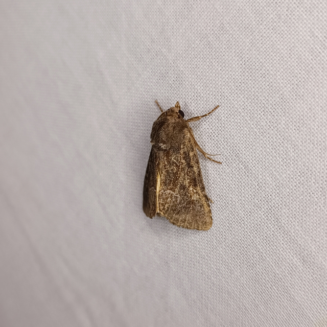 Thalpophila matura - fakó erdeibagoly