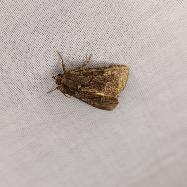 Thalpophila matura - fakó erdeibagoly