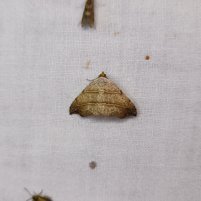 Laspeyria flexula - zuzmóbagoly