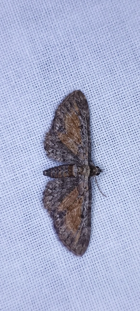 Eupithecia icterata - rozsdafoltos törpearaszoló