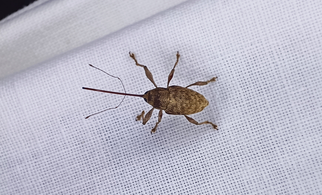 Curculio elephas - gesztenyezsuzsóka