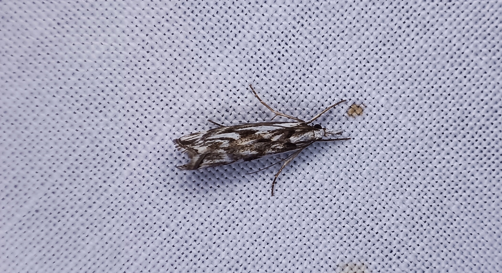 Catoptria confusellus - tarka fűgyökérmoly
