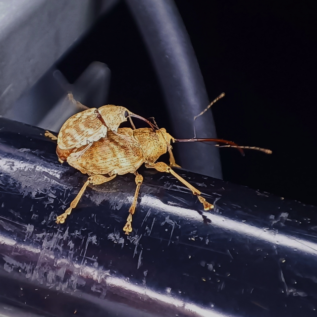 Curculio elephas - gesztenyezsuzsóka