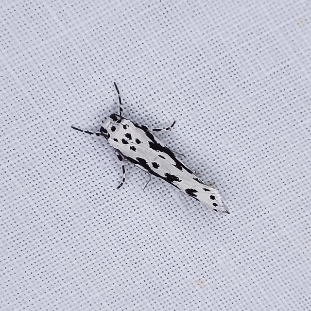 Ethmia