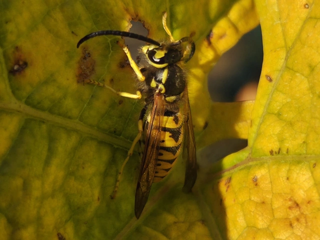 Vespula