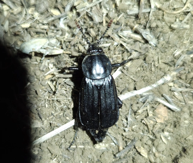 Necrodes littoralis - nagy dögbogár