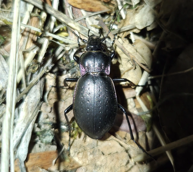 Carabus nemoralis - ligeti futrinka Carabus nemoralis - ligeti futrinka