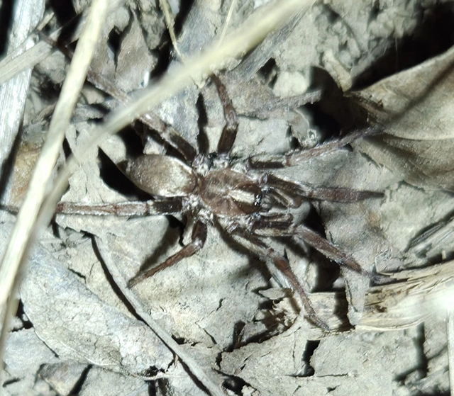 Nemesia budensis/pannonica