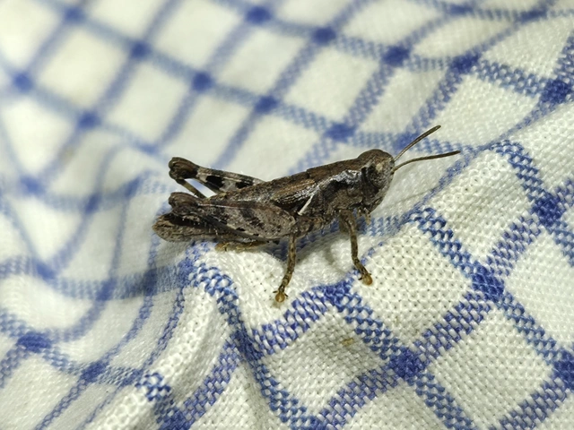 Pezotettix giornae - kis hegyisáska