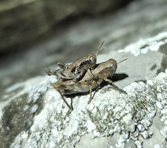 Pezotettix giornae - kis hegyisáska