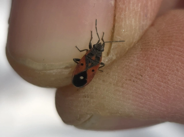 Melanocoryphus tristrami