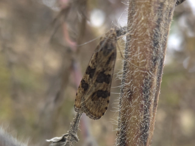 Nomophila noctuella - közönséges vándormoly