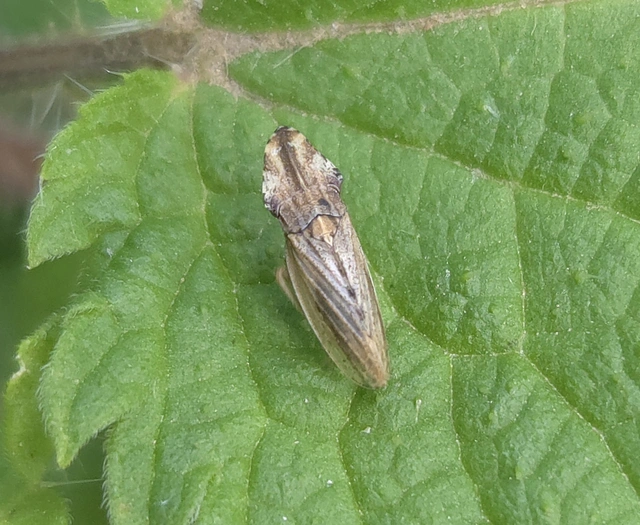 Eupelix cuspidata