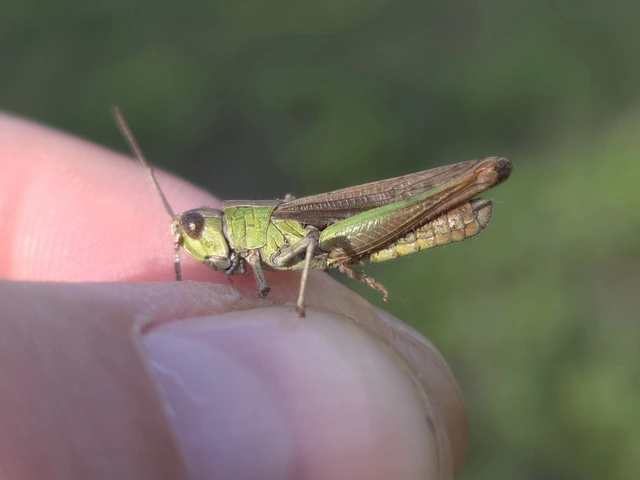 Chorthippus dorsatus - hátas rétisáska