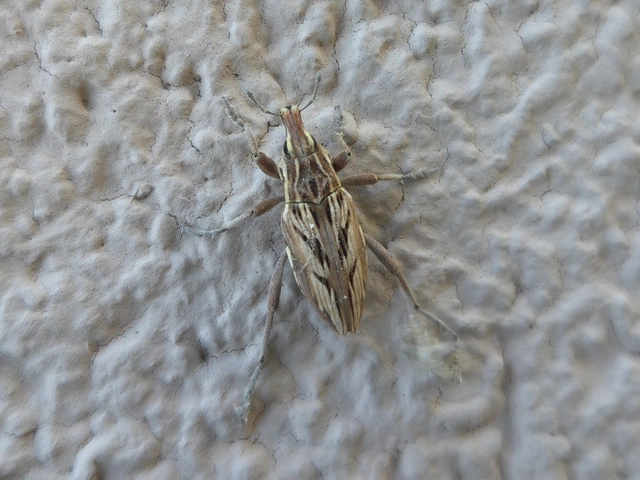 Coniocleonus nigrosuturatus - nyíljegyes barkó