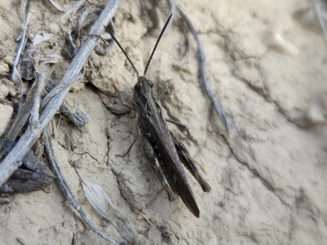 Chorthippus (Glyptobothrus) (subgenus)