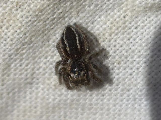 Philaeus chrysops - piros ugrópók