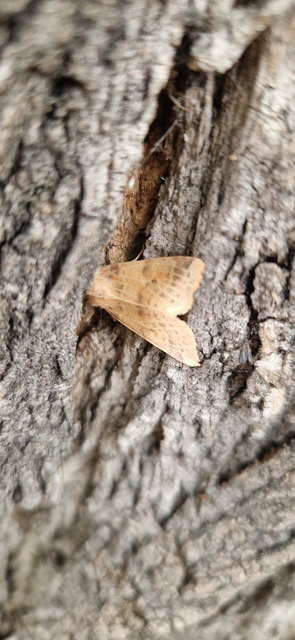 Cirrhia gilvago/ocellaris