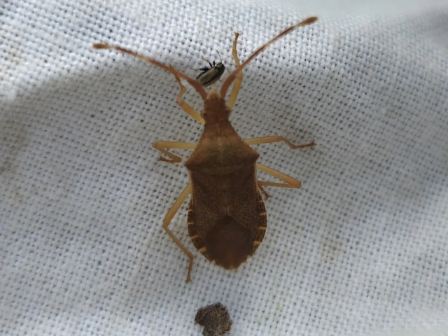 Gonocerus acuteangulatus - aranypetés karimáspoloska