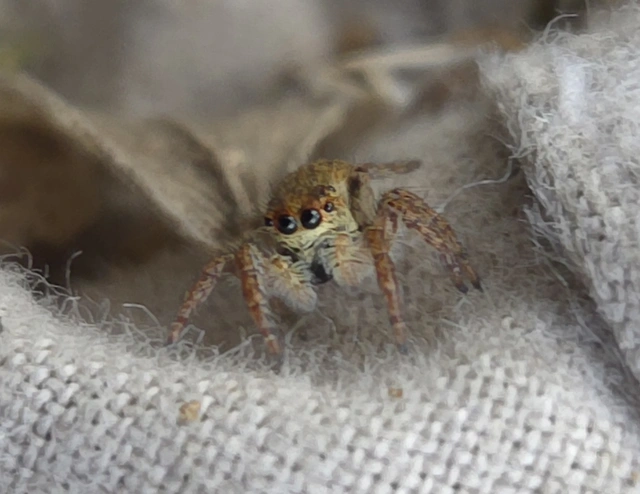 Carrhotus xanthogramma - rozsdás ugrópók