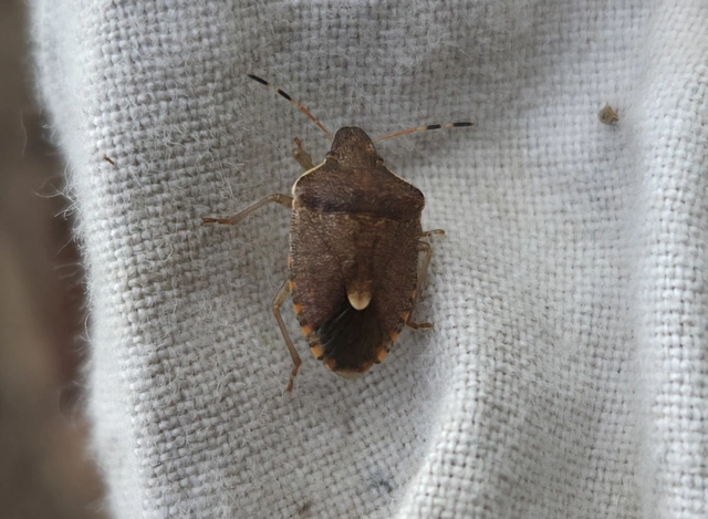 Peribalus strictus - tavaszi címerespoloska Peribalus strictus - tavaszi címerespoloska