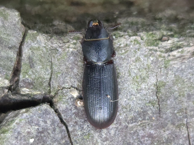 Tenebroides mauritanicus - lisztmentő korongbogár
