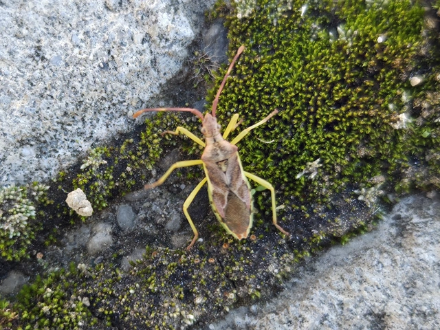 Gonocerus juniperi - boróka-karimáspoloska
