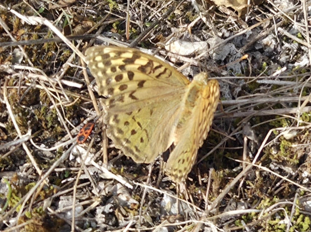 Argynnis pandora - zöldes gyöngyházlepke