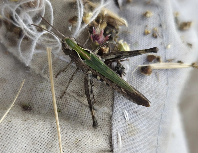 Omocestus rufipes - vöröshasú tarlósáska