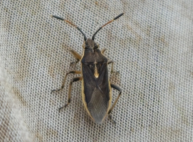 Maccevethus