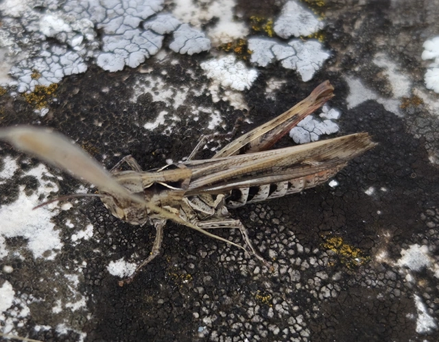 Chorthippus (Glyptobothrus) (subgenus)