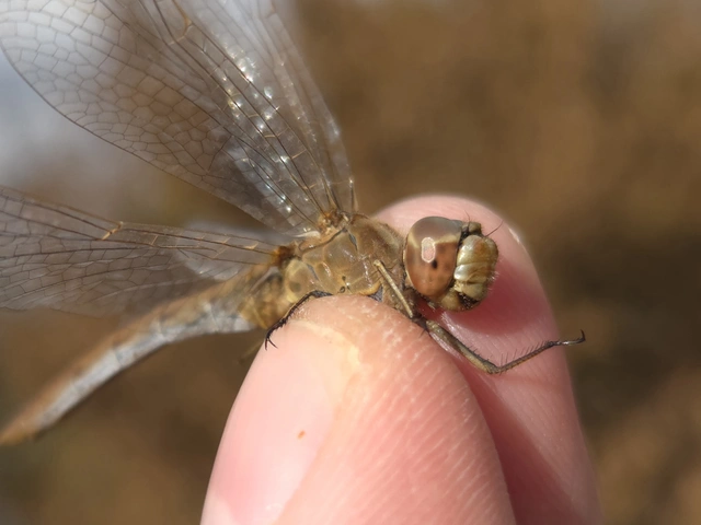 Sympetrum meridionale - fakó katona-szitakötő