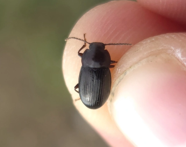Nalassus dermestoides - rövidszárnyú gyászbogár