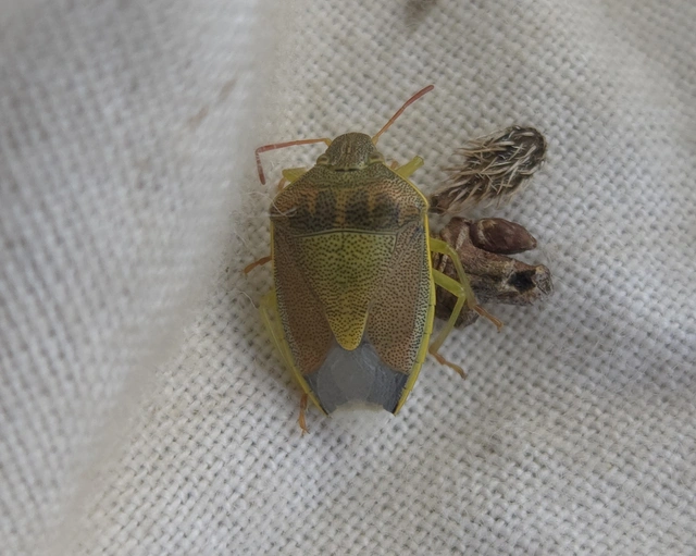 Piezodorus lituratus - bíboros címerespoloska Piezodorus lituratus - bíboros címerespoloska