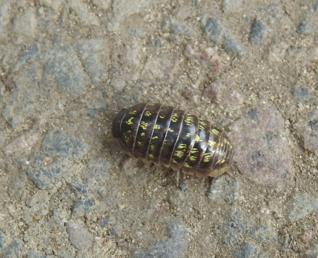 Isopoda - Ászkarákok