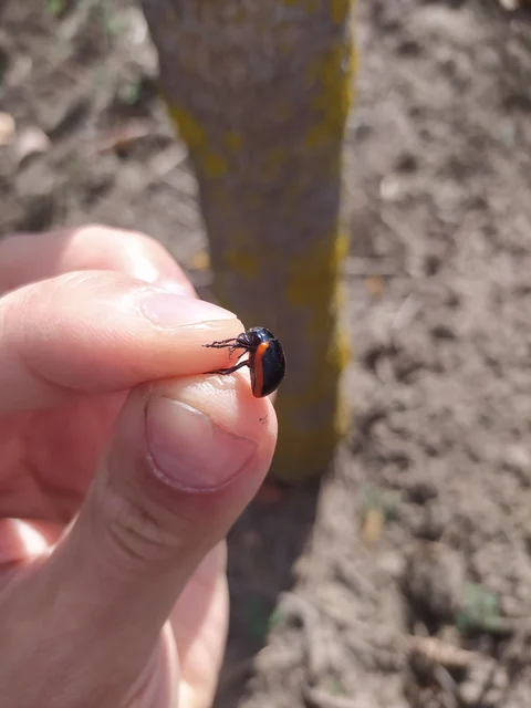 Chrysolina rossia - trapézhátú szegélyeslevelész