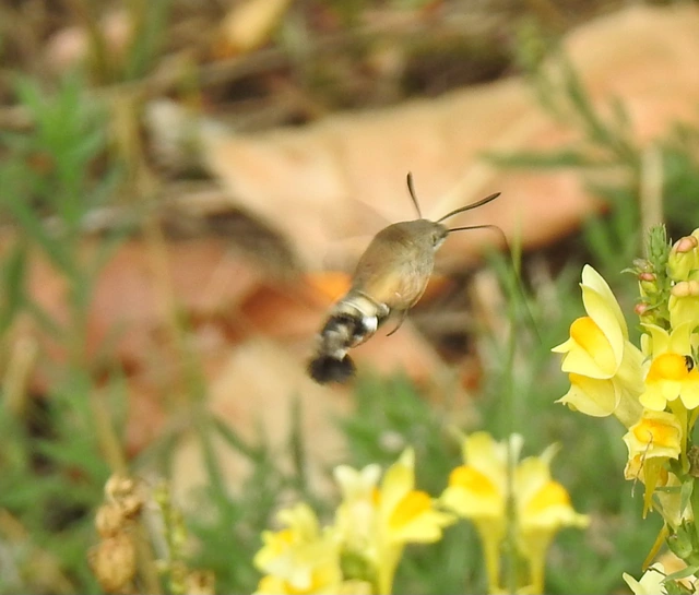 Macroglossum stellatarum - kacsafarkú szender