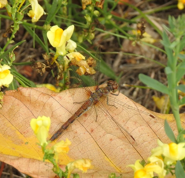 Sympetrum striolatum - harántsávos katona-szitakötő